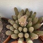 Chamaecereus silvestrii Blatt