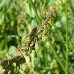 Melilotus altissimus Fruit