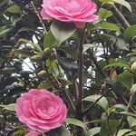 Camellia sasanquaFlor