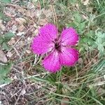 Dianthus scaber Цвят