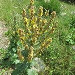 Verbascum lychnitis Foglia