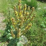 Verbascum lychnitis Blad