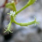 Chorizanthe brevicornu Flower