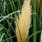 Cortaderia selloana Fleur