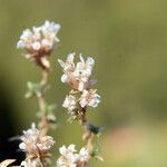 Arenaria aggregata फूल