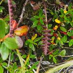 Pedicularis oederi Хабит