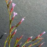 Limonium duriusculum 花