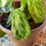 Maranta cristata Hoja
