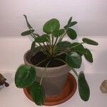 Pilea peperomioides Habitat