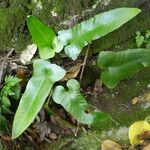 Asplenium sagittatum Natur