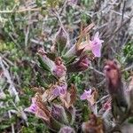 Teucrium divaricatum Floare