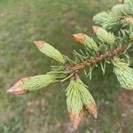 Picea pungens Blad