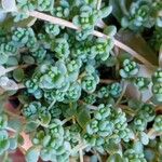 Sedum dasyphyllum 葉