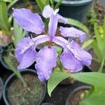 Iris tectorum Fleur
