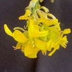 Barbarea intermedia Цветок
