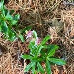 Chimaphila umbellata Frucht