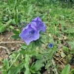 Echium plantagineumFlower