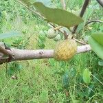 Annona senegalensis Hedelmä