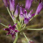 Allium bolanderi Fiore