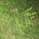 Taxodium distichumList