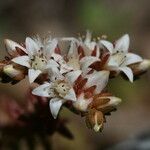 Sedum moranense Flower