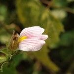 Blepharis maderaspatensis Λουλούδι