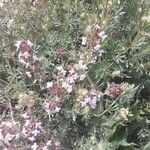 Thymus vulgaris Flower