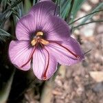 Crocus sativus Květ