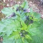 Nicandra physalodes Fuelha