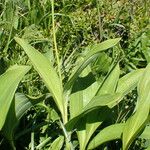 Allium victorialis Leaf