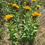 Inula spiraeifolia Квітка