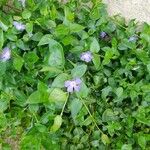 Vinca difformisFlor