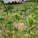 Cicer arietinum Fruit