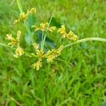 Cyperus surinamensis Flower