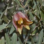 Fritillaria lusitanica Цвят