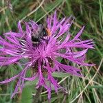 Centaurea nervosa Flower