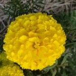 Tagetes erecta Flower