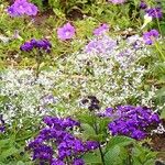 Heliotropium arborescens Cvet