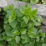 Senecio angulatusLeaf