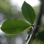 Zanthoxylum asiaticum पत्ता