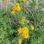 Tanacetum vulgareFleur