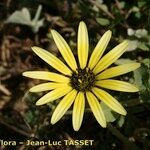 Arctotheca calendula Cvijet