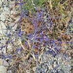 Eryngium creticum ফুল