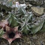 Huernia loeseneriana