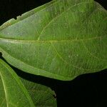 Alchornea latifolia List