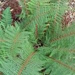 Polystichum setiferum Συνήθη χαρακτηριστικά