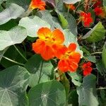 Tropaeolum majusЦвят