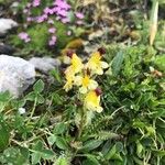 Pedicularis oederi Квітка