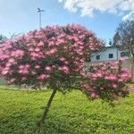 Calliandra brevipes Hábito
