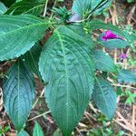 Strobilanthes hamiltoniana Levél